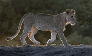 Images Dated 7th April 2020: Africa, Kenya, Msai Mara National Reserve. Backlit close-up of young lion