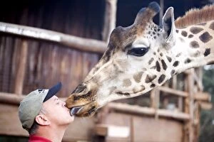 Images Dated 20th July 2006: Africa, Kenya, Nairobi. Man gets a kiss from a Rothschild giraffe (G.c. rothschildi)
