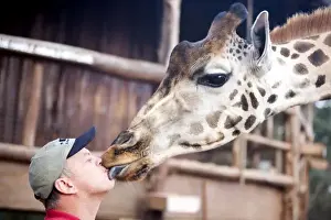 Kissing Prints: Africa, Kenya, Nairobi. Man gets a kiss from a Rothschild giraffe (G. c. rothschildi)