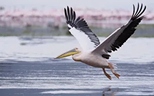 Africa, Kenya, Nakuru National Park. Great white pelican takes fligh from laket. Credit as
