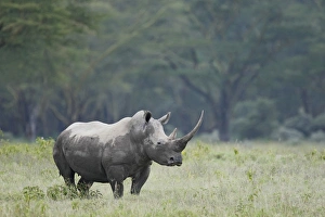 Images Dated 12th February 2009: Africa, Kenya, Nakuru National Park