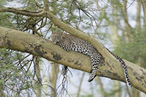 Images Dated 12th February 2009: Africa, Kenya, Nakuru National Park. Leopard relaxing in tree