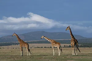 Animal Prints: Africa, Kenya, Northern Frontier District, Ol Pejeta Conservancy. Reticulated giraffe