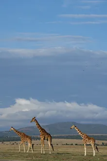 Africa, Kenya, Northern Frontier District, Ol Pejeta Conservancy. Reticulated giraffes