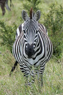 Select Focus Prints: Africa, Kenya, Northern Serengeti Plains, Msai Mara. Plains zebra aka Burchell