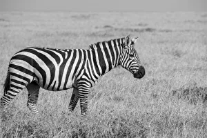 Images Dated 27th April 2021: Africa, Kenya, Ol Pejeta Conservancy. Bruchells zebra (Equus burchellii)