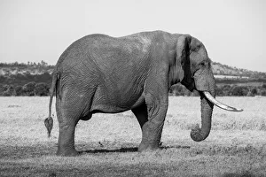 Images Dated 27th April 2021: Africa, Kenya, Ol Pejeta Conservancy. Lone bull African elephant