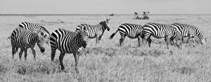 Images Dated 27th April 2021: Africa, Kenya, Ol Pejeta Conservancy. Herd of Bruchell