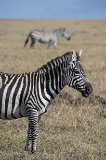 Africa, Kenya, Ol Pejeta Conservancy. Bruchells zebra (Equus burchellii)