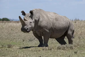 Images Dated 1st February 2021: Africa, Kenya, Ol Pejeta Conservancy, one of the last 2 critically endangered Northern