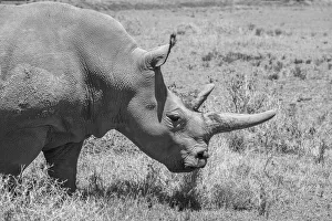 Images Dated 27th April 2021: Africa, Kenya. Ol Pejeta Conservancy, one of last 2 critically endangered Northern white