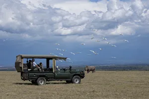 Images Dated 20th January 2021: Africa, Kenya, Ol Pejeta Conservancy. Safari jeep with Southern white rhinoceros