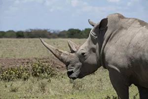 Images Dated 31st January 2021: Africa, Kenya, Ol Pejeta Conservancy. One the last 2 critically endangered Northern white