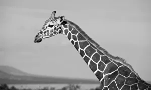 Images Dated 27th April 2021: Africa, Kenya, Ol Pejeta Conservancy. Reticulated giraffe Endangered species