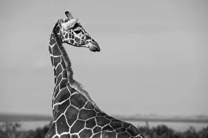 Images Dated 27th April 2021: Africa, Kenya, Ol Pejeta Conservancy. Reticulated giraffe Endangered species