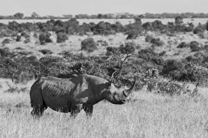 Images Dated 27th April 2021: Africa, Kenya, Ol Pejeta Conservancy. Black rhinoceros, aka hook-lipped