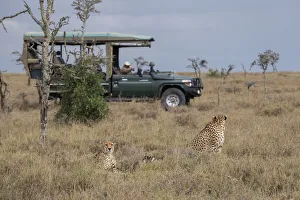 Images Dated 20th January 2021: Africa, Kenya, Ol Pejeta Conservancy. Safari jeep with male cheetahs, endangered species