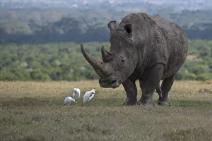 Animal Prints: Africa, Kenya, Ol Pejeta. Southern white rhinoceros (Ceratotherium simum simum)