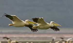 Africa, Kenya. Pair of great white pelicans gliding