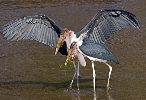 Wingspread Prints: Africa, Kenya. Pair of marabou storks in shallow water
