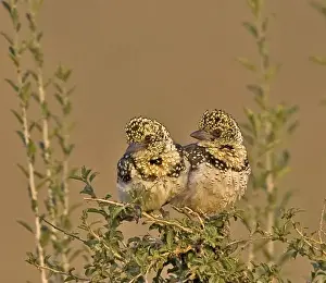 Africa, Kenya. Pair of red-yellow barbets perched on tree limb
