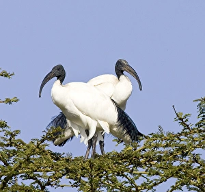 Joanne Williams Prints: Africa, Kenya. Pair of sacred ibis birds stand on limbs