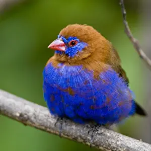Images Dated 12th July 2008: Africa. Kenya. Purple Grenadier male at Lake Naivasha