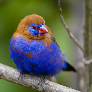 Africa. Kenya. Purple Grenadier male at Lake Naivasha