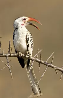 Africa, Kenya. Red-billed hornbill bird perched on thorny tree limb