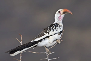 Redbilled Hornbill Prints: Africa. Kenya. Red-billed Hornbill at Samburu NP