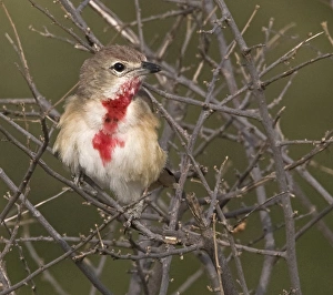 Images Dated 29th July 2007: Africa, Kenya. Rosy-patched bushshrike bird perched among tree limbs