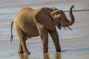 Africa, Kenya, Samburu, Ewaso Ng iro River, African elephant (Loxodonta africana)