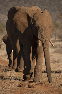 Joe Mary Ann Mcdonald Prints: Africa, Kenya, Samburu Game Reserve, African elephant, Loxodonta africana, walking in line