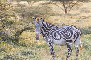 Kenya Gallery: Africa, Kenya, Samburu National Game Reserve and Park, Grevys Zebra (equus Grevyi)