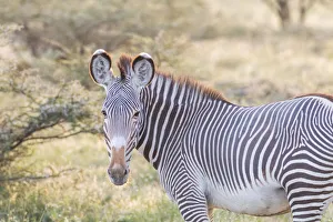 Mammals Prints: Africa, Kenya, Samburu National Game Reserve and Park, Grevys Zebra (equus Grevyi)