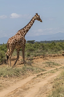 Kenya Prints: Africa, Kenya, Samburu National Park