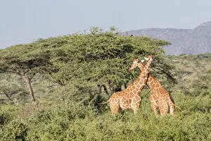 Africa, Kenya, Samburu National Park, Reticulated Giraffes (giraffa Camelopardalis Reticulata)