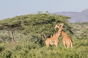 Kenya Gallery: Africa, Kenya, Samburu National Park, Reticulated Giraffes (giraffa Camelopardalis Reticulata)