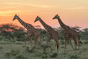 Kenya Gallery: Africa, Kenya, Samburu National Park, Reticulated Giraffe (giraffa Camelopardalis Reticulata)
