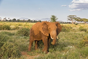 Kenya Prints: Africa, Kenya, Samburu National Reserve. Elephants in Savannah. (Loxodonta africana)