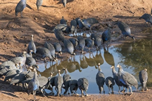 Africa, Kenya, Samburu National Reserve. The vulturine guineafowl (Acryllium vulturinum)