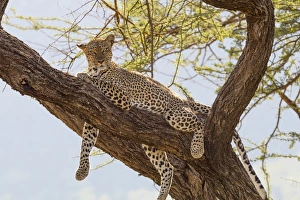 Kenya Prints: Africa, Kenya, Samburu National Reserve. African Leopard (Panthera pardus pardus) in tree