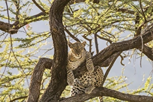 Kenya Prints: Africa, Kenya, Samburu National Reserve. African Leopard (Panthera pardus pardus) in tree