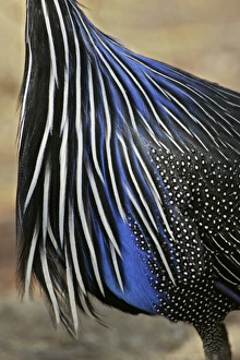 Africa, Kenya, Samburu National Reserve. Detail of vulturine guineafowl breast feathers