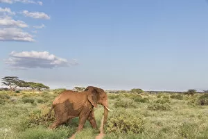 Kenya Gallery: Africa, Kenya, Samburu National Reserve. Elephants in Savannah. (Loxodonta africana)