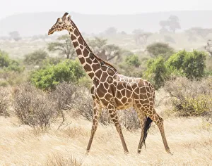 Giraffe Prints: Africa, Kenya, Samburu National Reserve. Reticulated giraffe walking