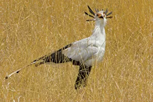 Images Dated 16th September 2006: Africa, Kenya. Secretary bird in tall grass