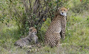 Images Dated 31st January 2021: Africa, Kenya, Serengeti, Msai Mara. Female cheetah with cubs, endangered species