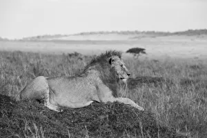 Images Dated 27th April 2021: Africa, Kenya, Serengeti, Msai Mara. Young male lion in typical Serengeti plains