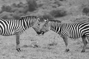 Images Dated 27th April 2021: Africa, Kenya, Serengeti, Msai Mara. Plains zebra aka common or Burchells zebra